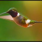 Im Anflug: Violettkehl-Sternkolibri (Costa Rica)
