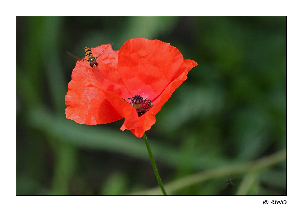 im Anflug zum Mohn................