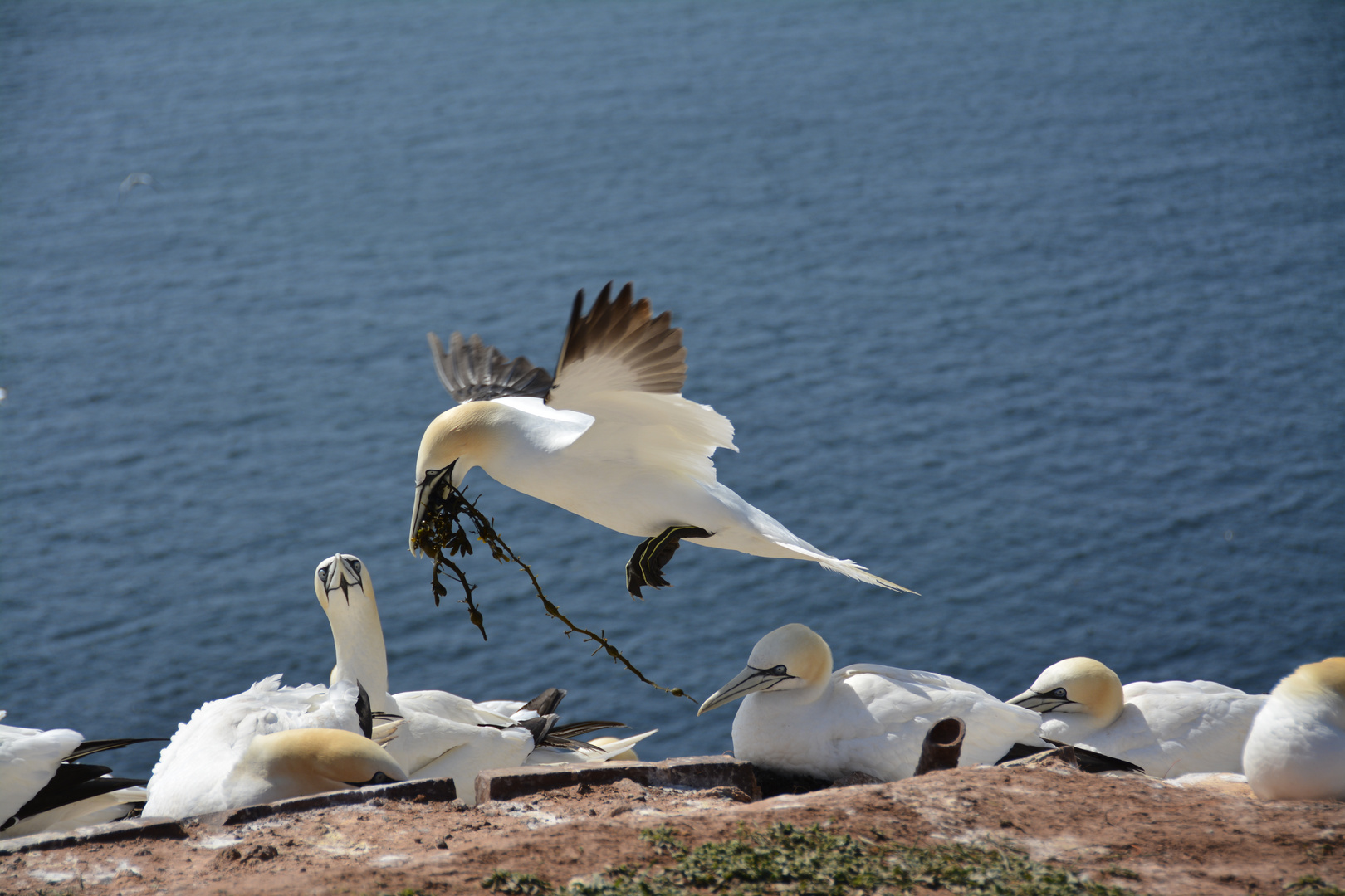 im Anflug zum Nest