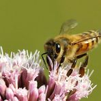 Im Angesicht der Biene