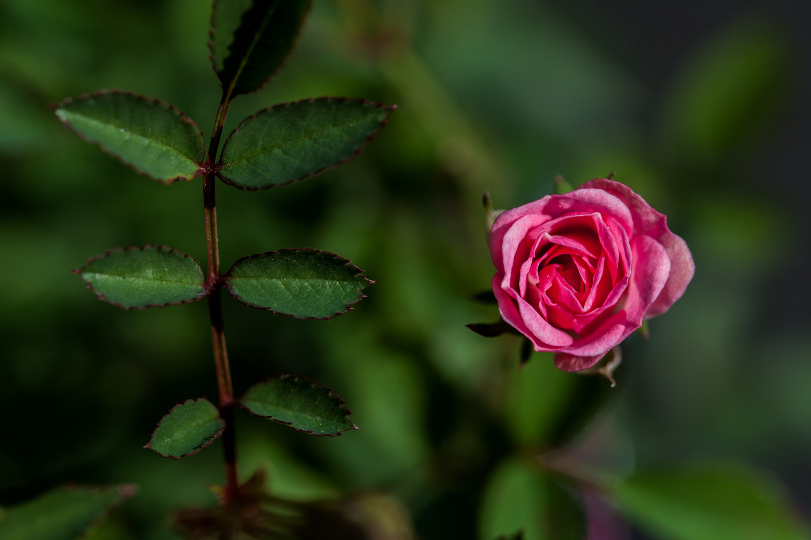 Im Angesicht der Rose