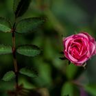 Im Angesicht der Rose