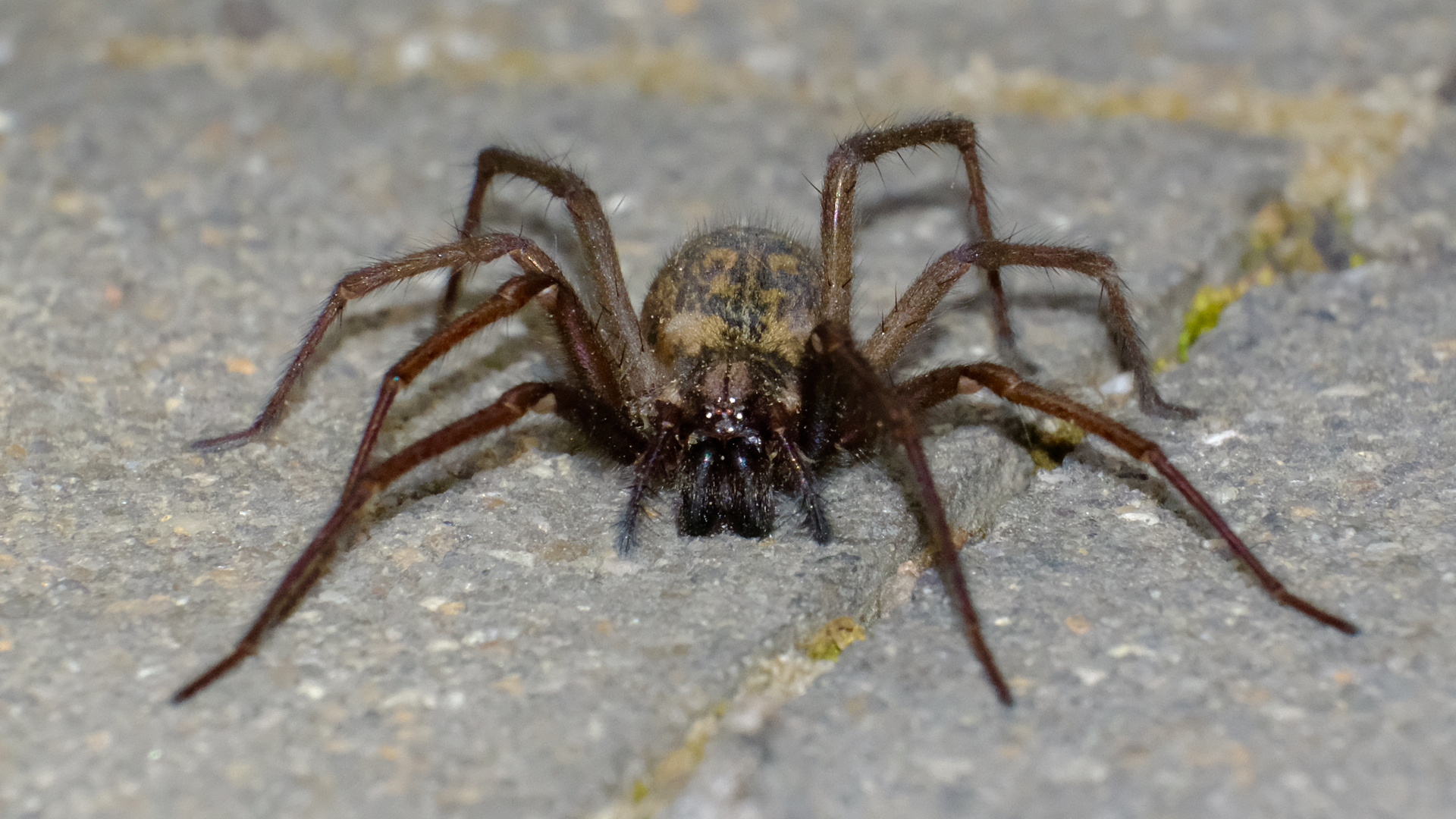 Im Angesicht der Winkelspinne