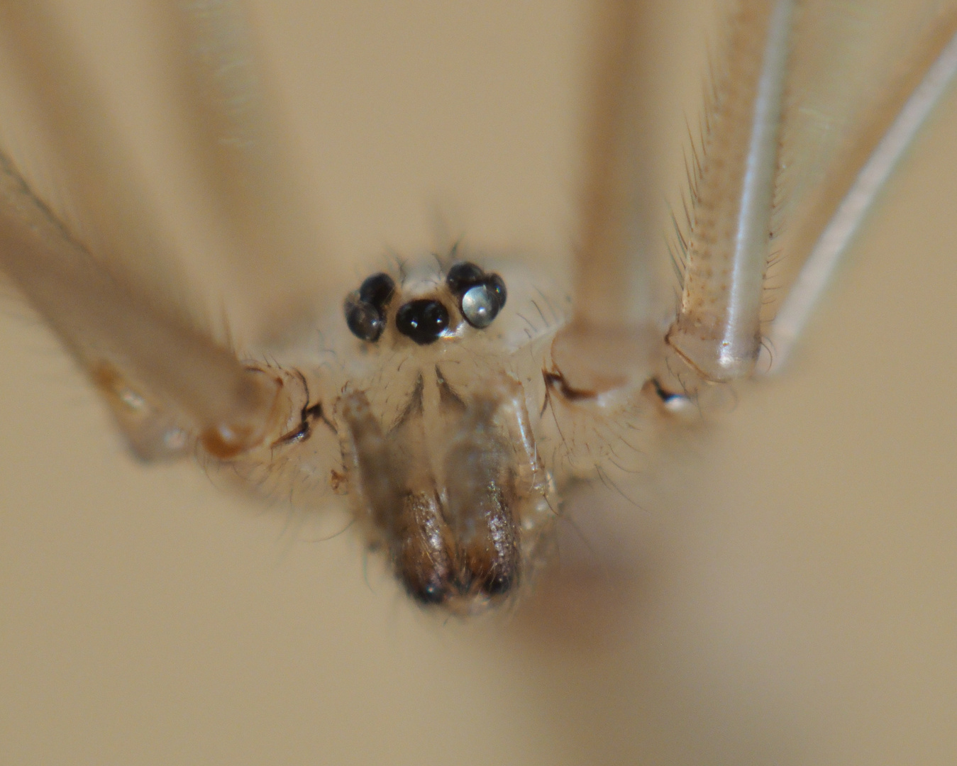 Im Angesicht der Zitterspinne