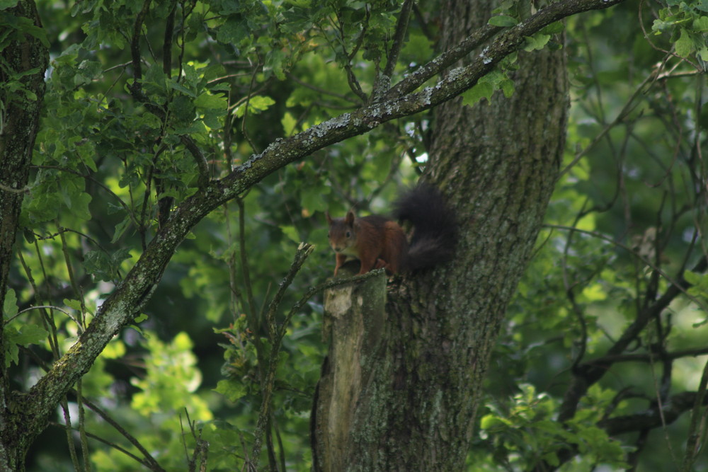 Im Angesicht des Eichhörnchen