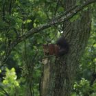 Im Angesicht des Eichhörnchen