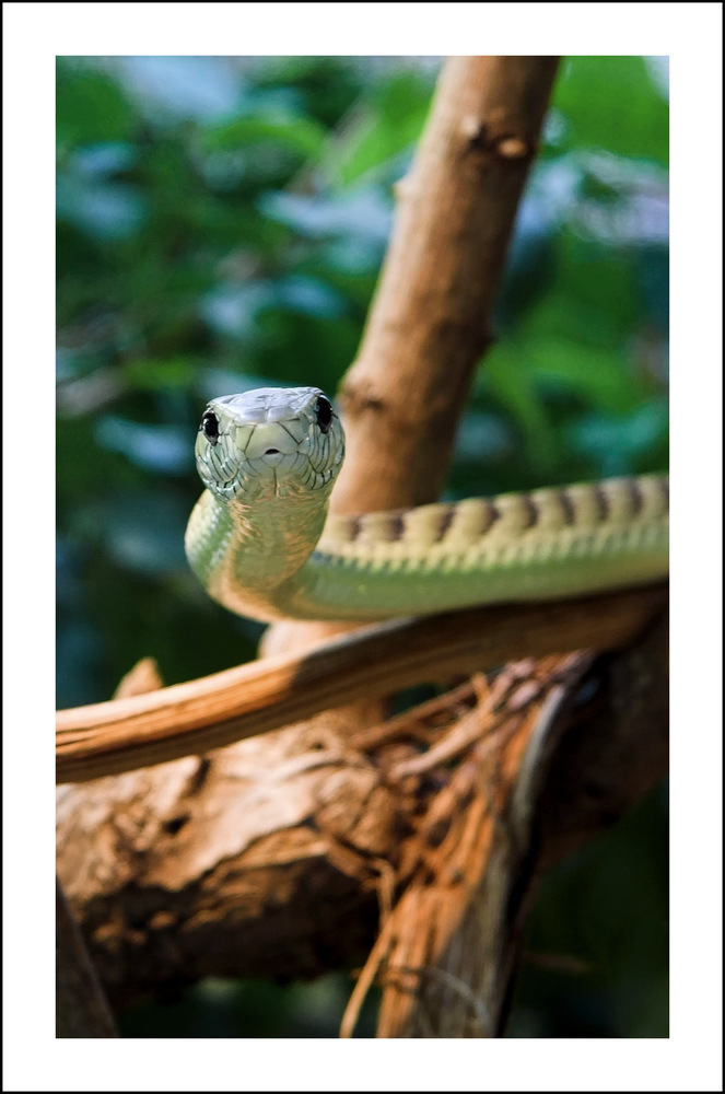 Im Angesicht des grünen Todes (Grüne Mamba) - FFM