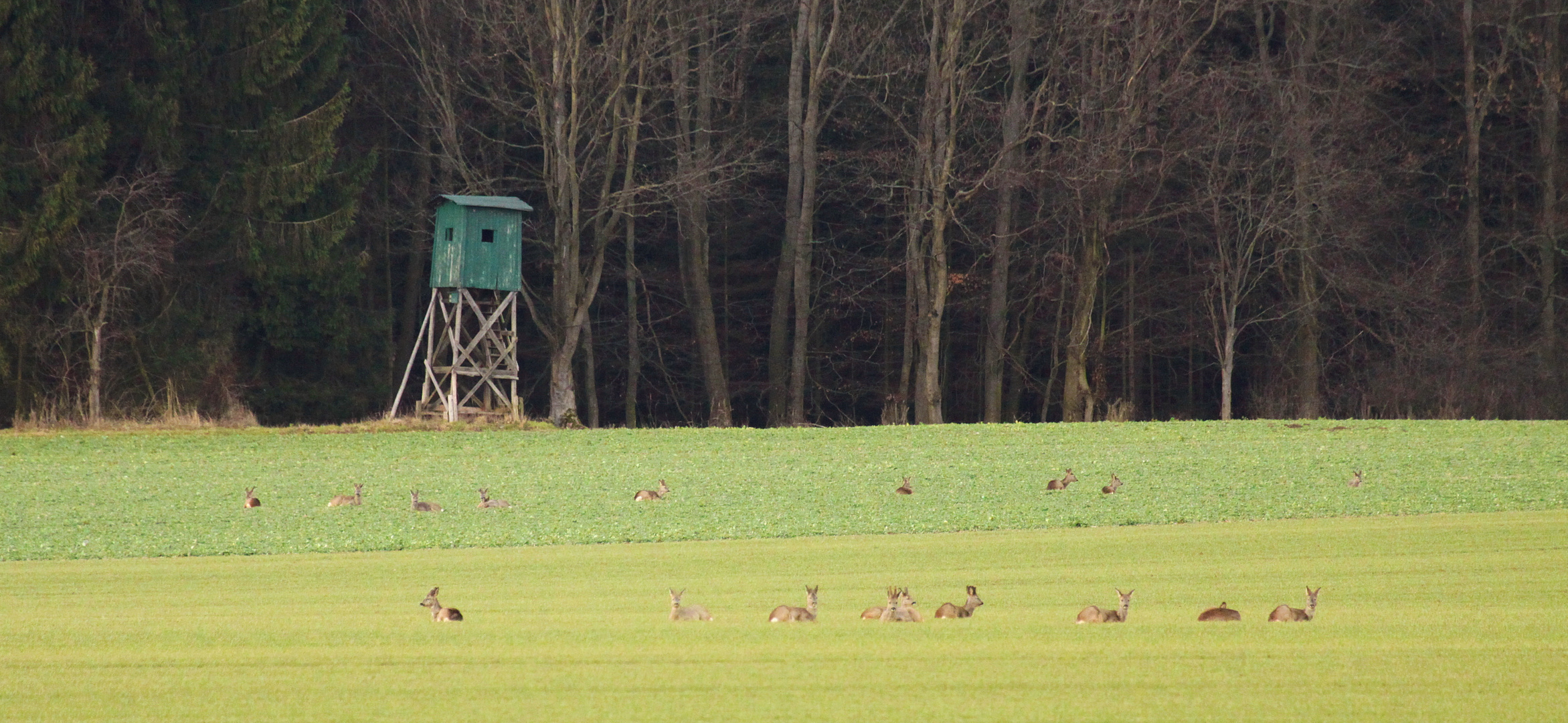 ... im Angesicht des Hochsitzes ...