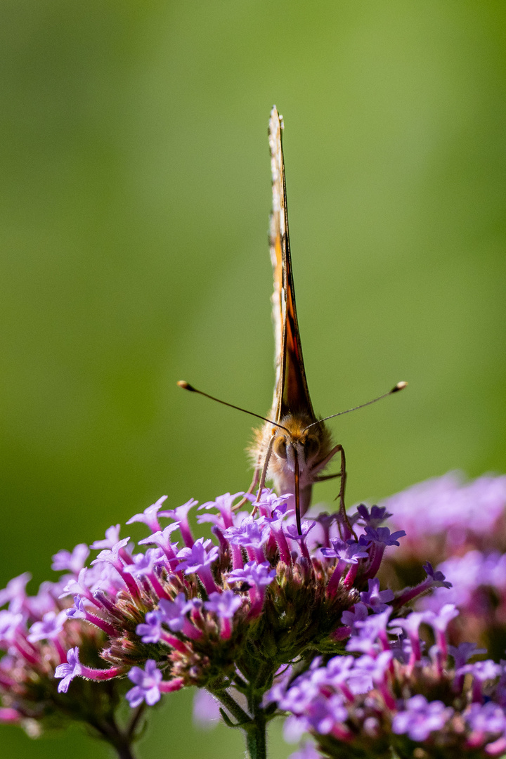 Im Angesicht eines Schmetterlings