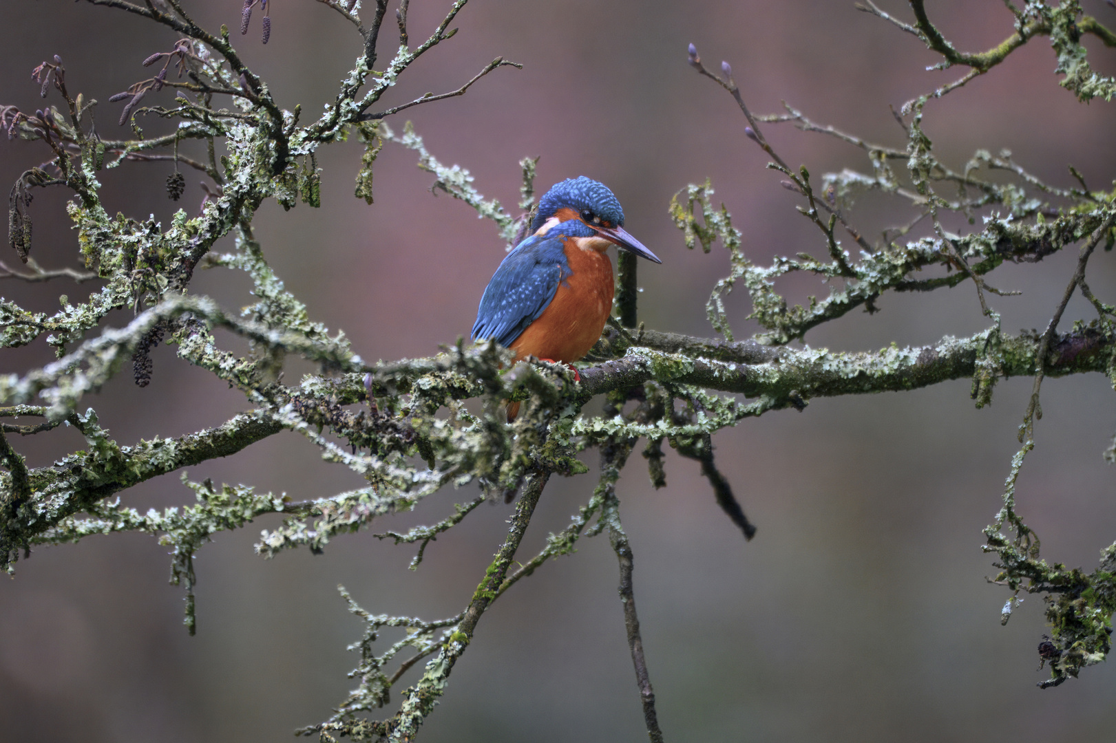 Im Ansitz: Der Eisvogel