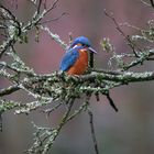 Im Ansitz: Der Eisvogel