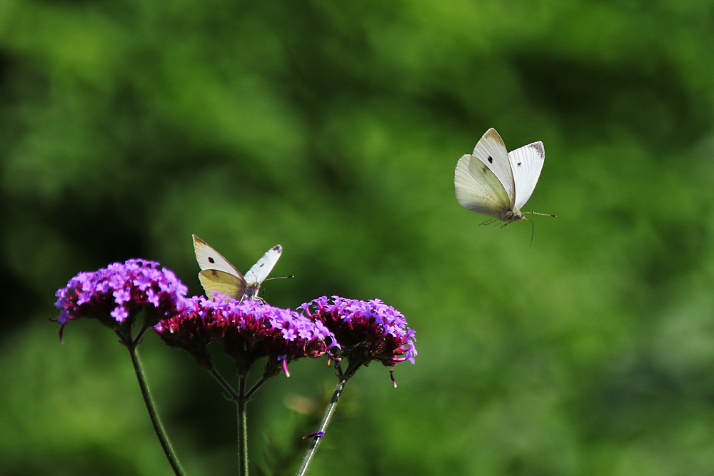 im Ansitz und im Flug