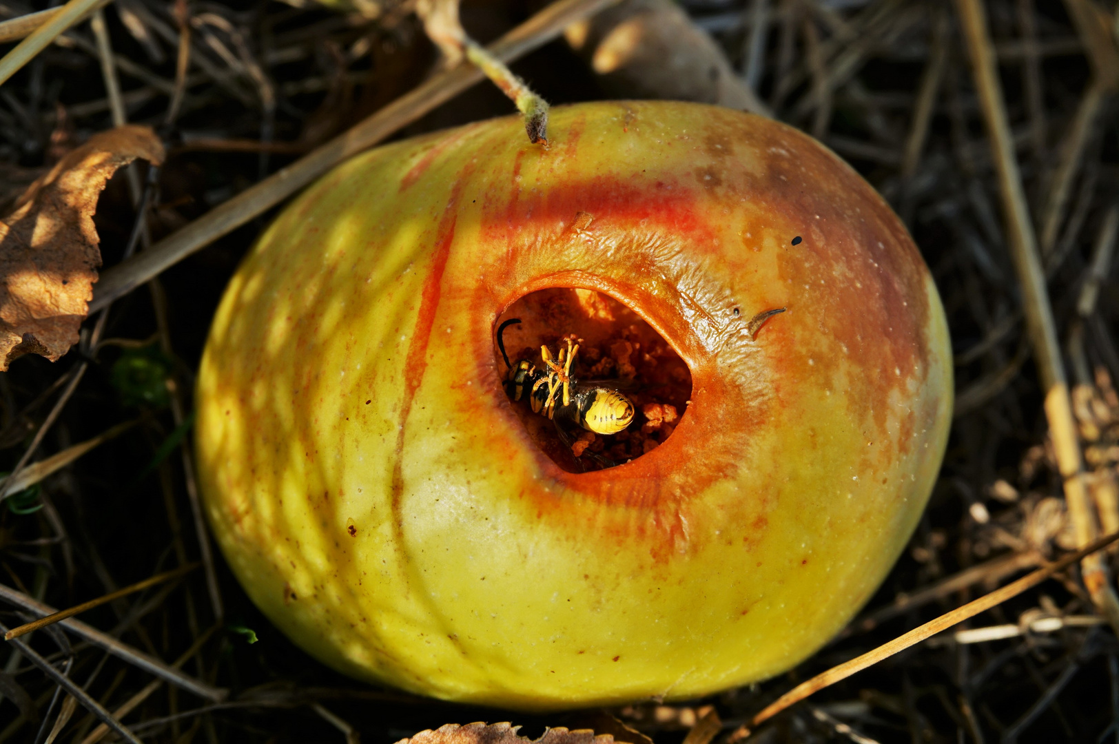 Im Apfel gestorben.