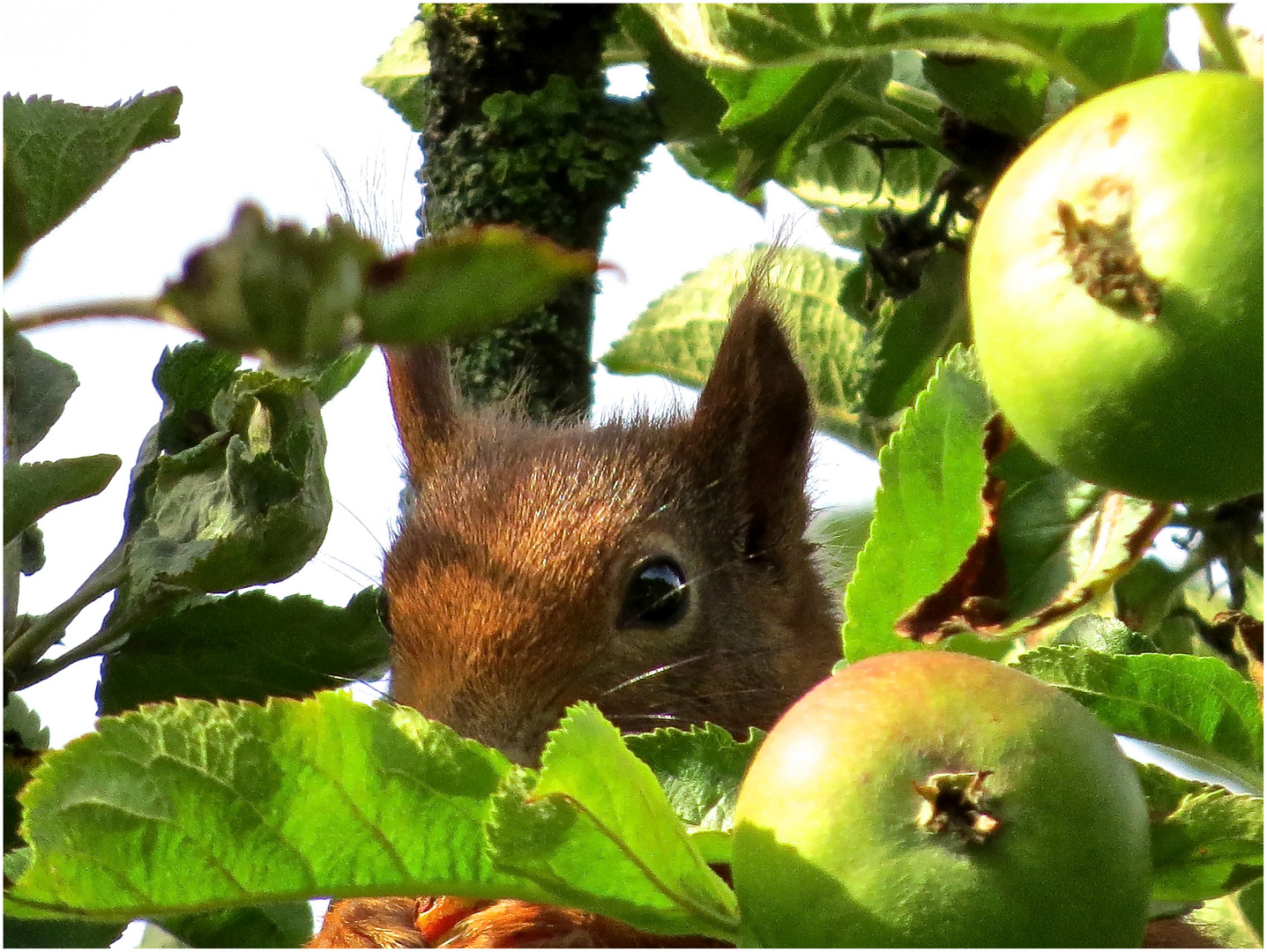 im Apfelbaum