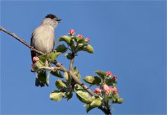 Im Apfelbaum ...