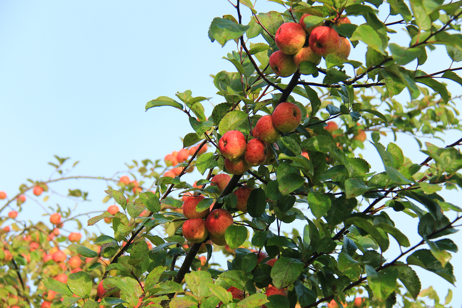 Im Apfelgarten