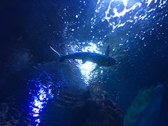 Im Aquarium 