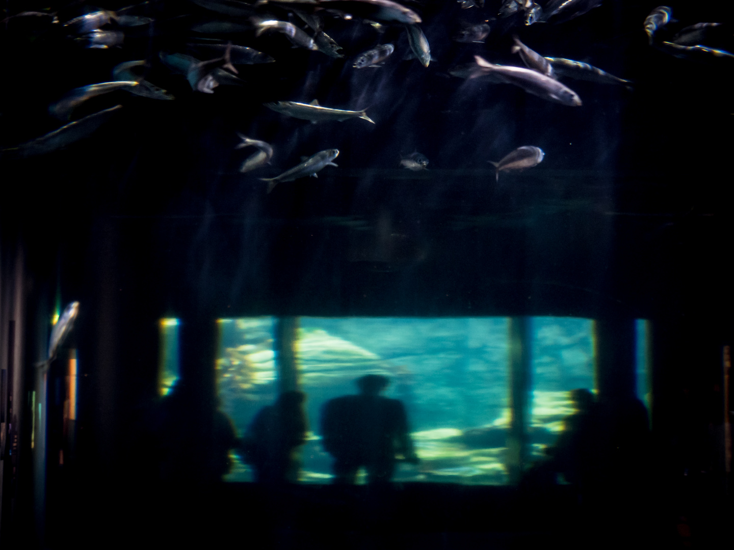 im Aquarium