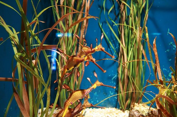 Im Aquarium Barcelona