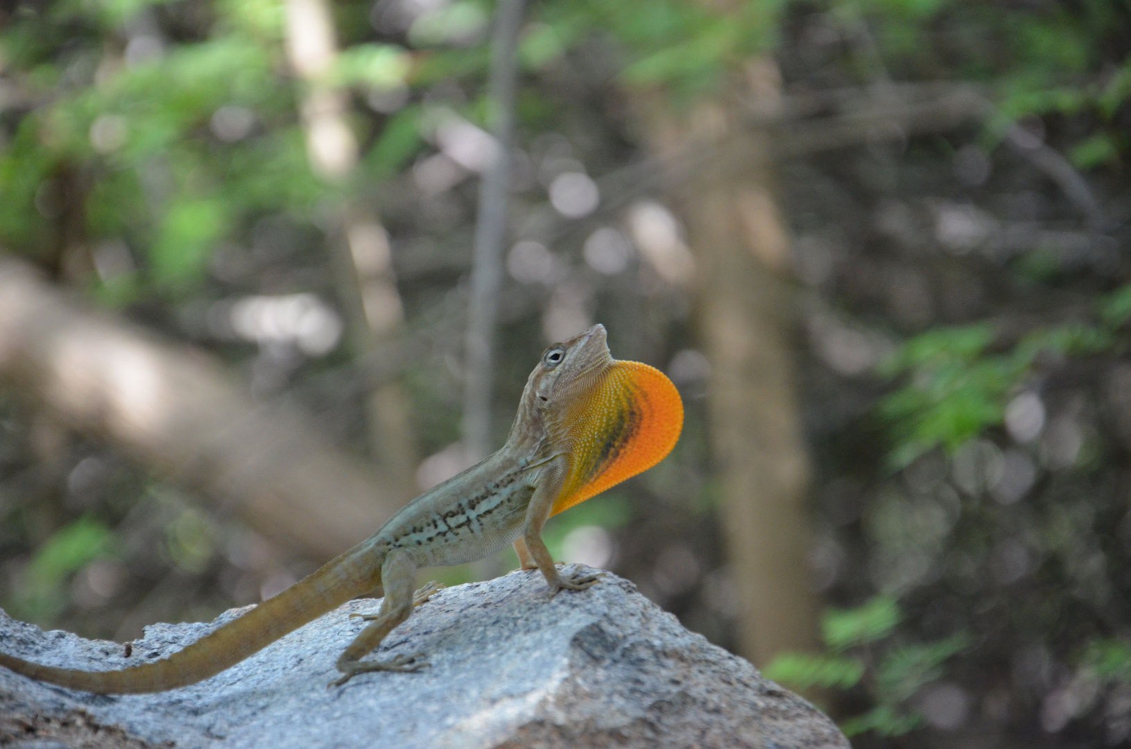 Im Arikok Nationalpark auf Aruba