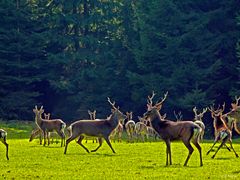 Im Arnsberger Wald