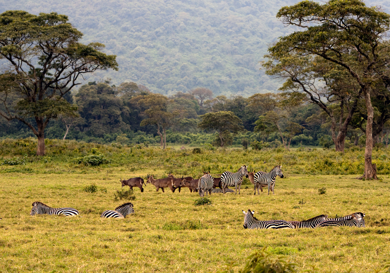 im Arusha Nationalpark