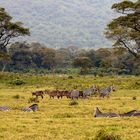 im Arusha Nationalpark