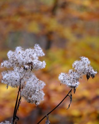 Im Atem des Herbstes
