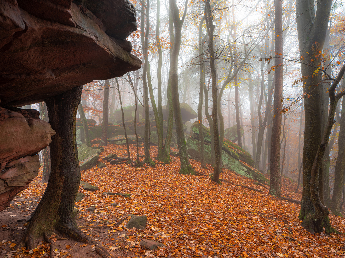 Im Atlanten-Wald