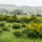 im Aubrac-Hochland