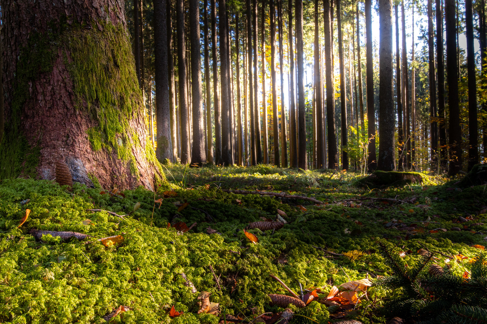 «Im Auenland bei den Hobbits»