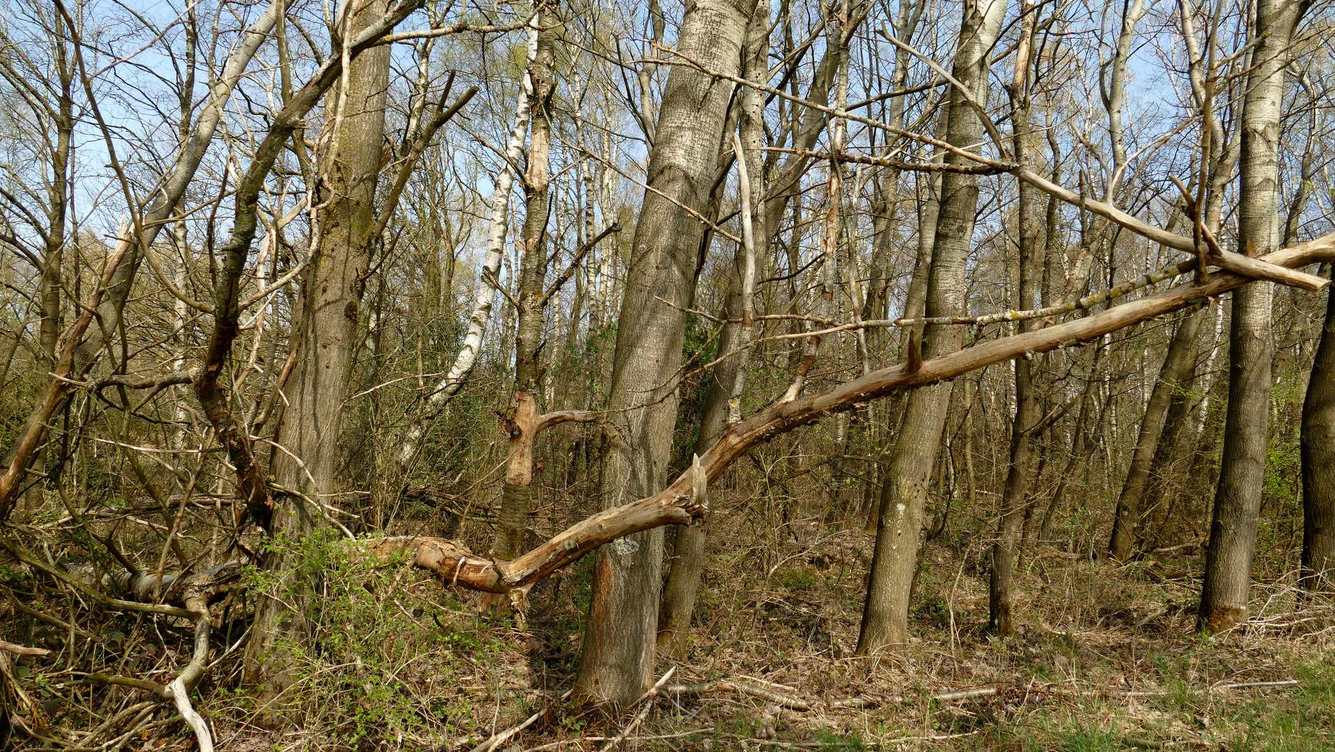 Im Auenwald °°°° Foto & Bild | pflanzen, pilze & flechten, landschaft