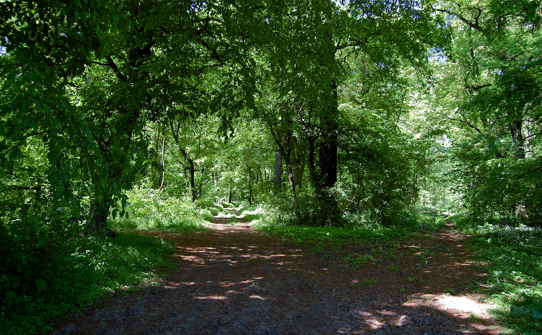 Im Auenwald bei Schlobachshof