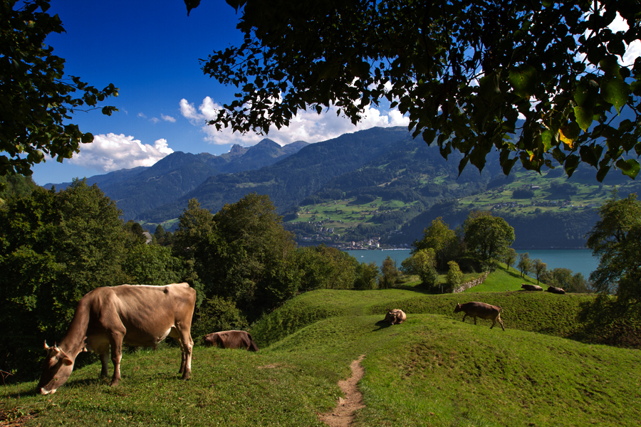 Im Aufstieg zu den Seerenbachfällen