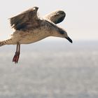 "Im Aufwind an der Steilküste von Sagres,Algavre"