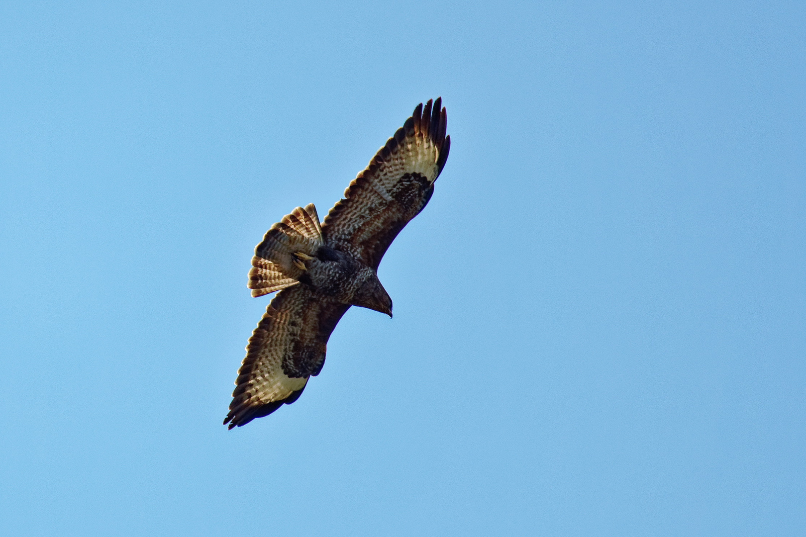 im Aufwind, der Buteo buteo