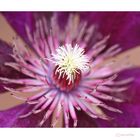 Im Auge der Clematis...