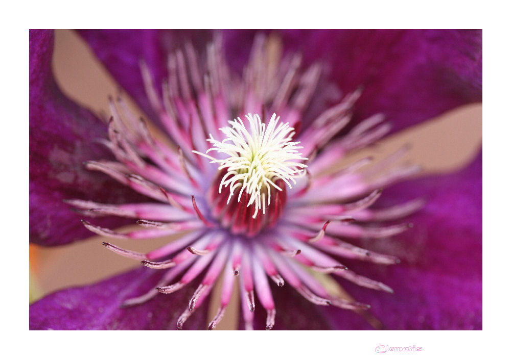 Im Auge der Clematis...