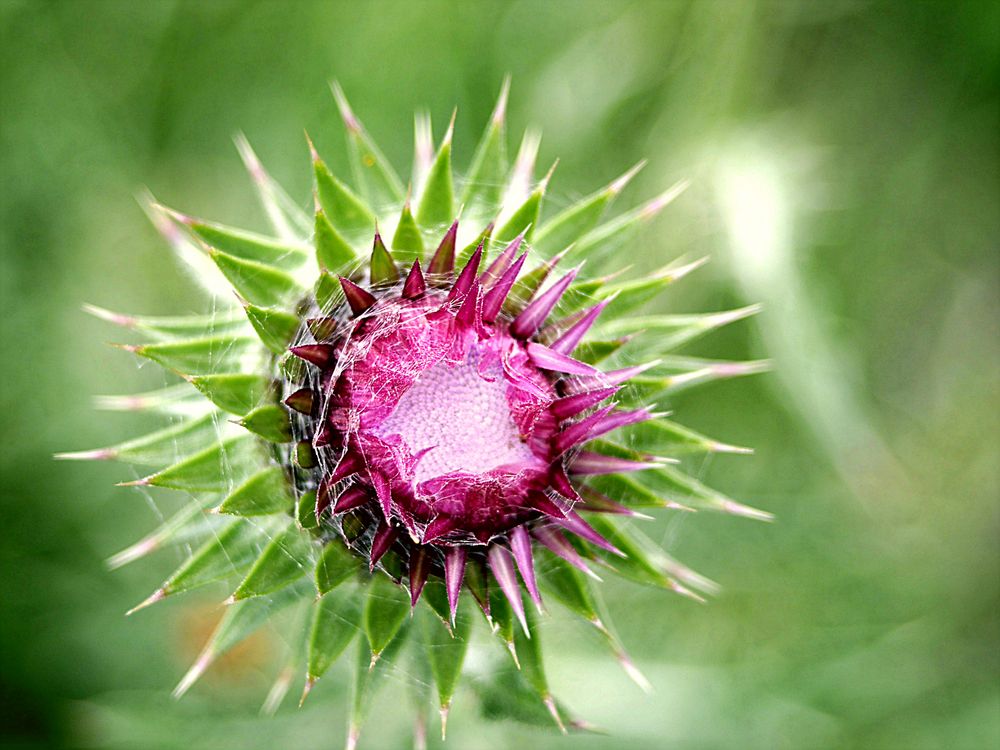 Im Auge der Distel