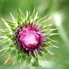 Im Auge der Distel