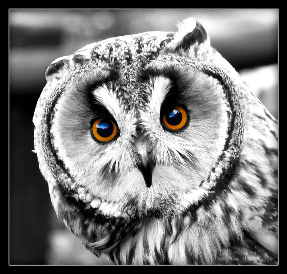 Im Auge der Eule Foto & Bild | tiere, zoo, wildpark & falknerei, vögel