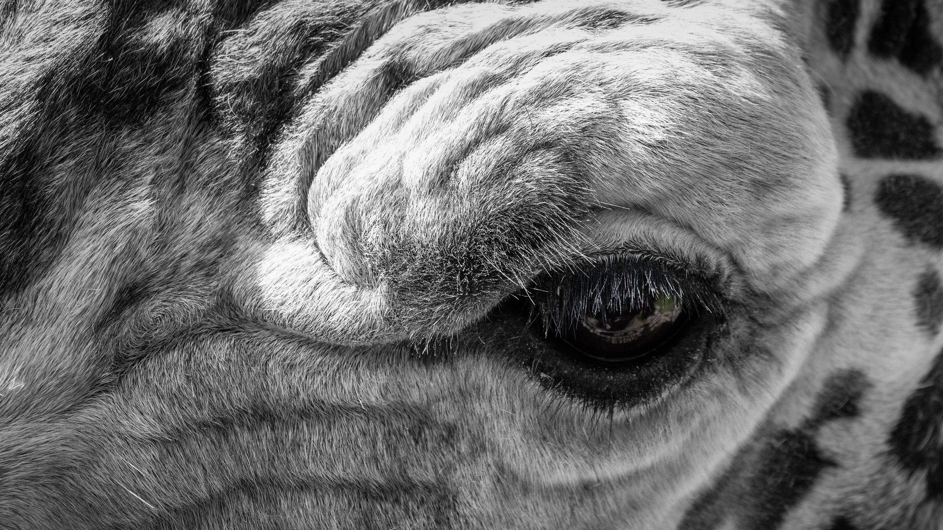 Im Auge der Giraffe Foto & Bild | tiere, zoo, wildpark & falknerei