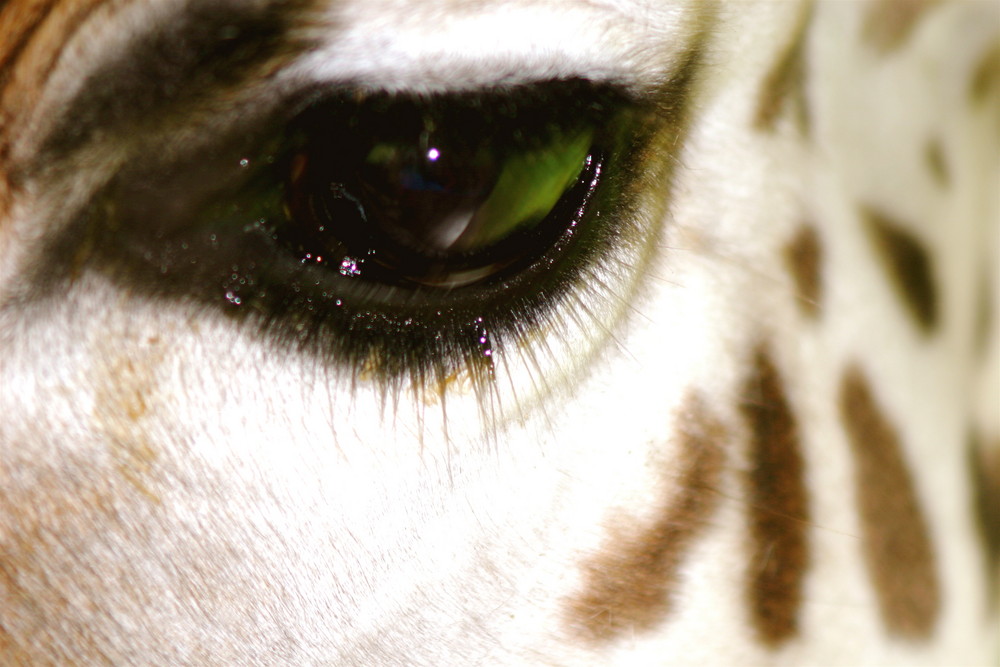 Im Auge der Giraffe Foto & Bild | tiere, wildlife, säugetiere Bilder