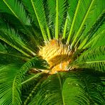 Im Auge der Palme