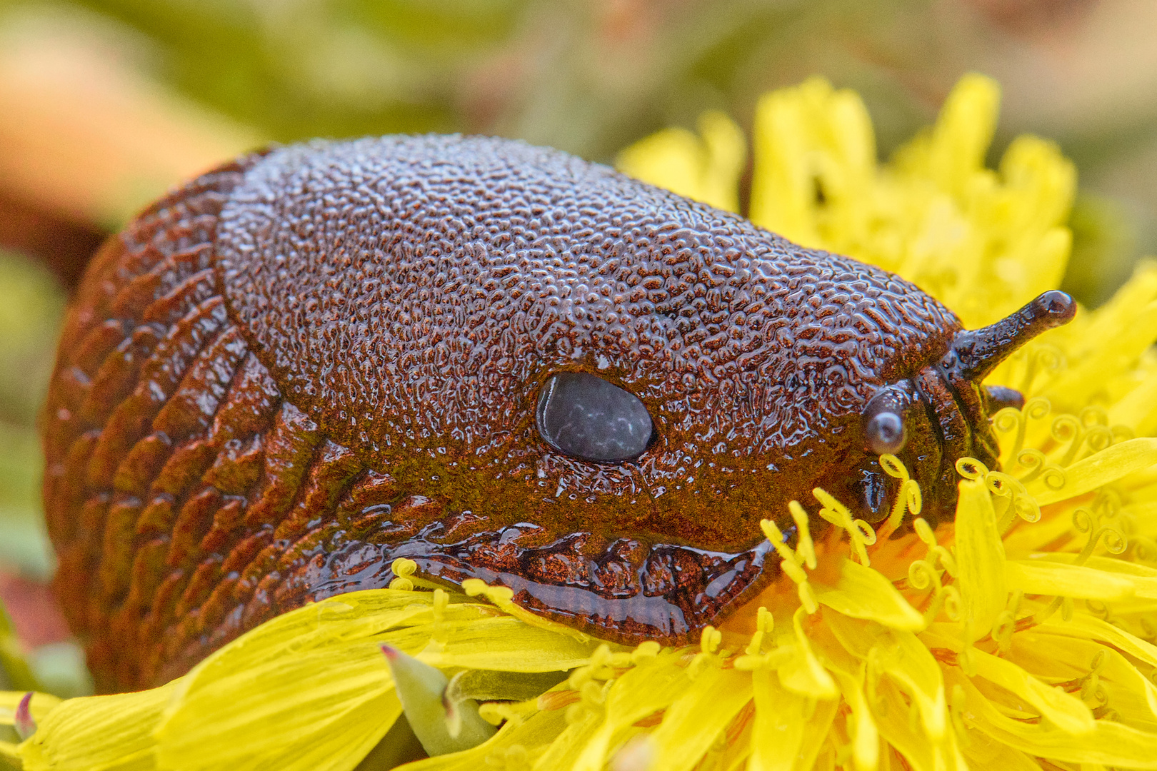 Im Auge der Schnecke.....