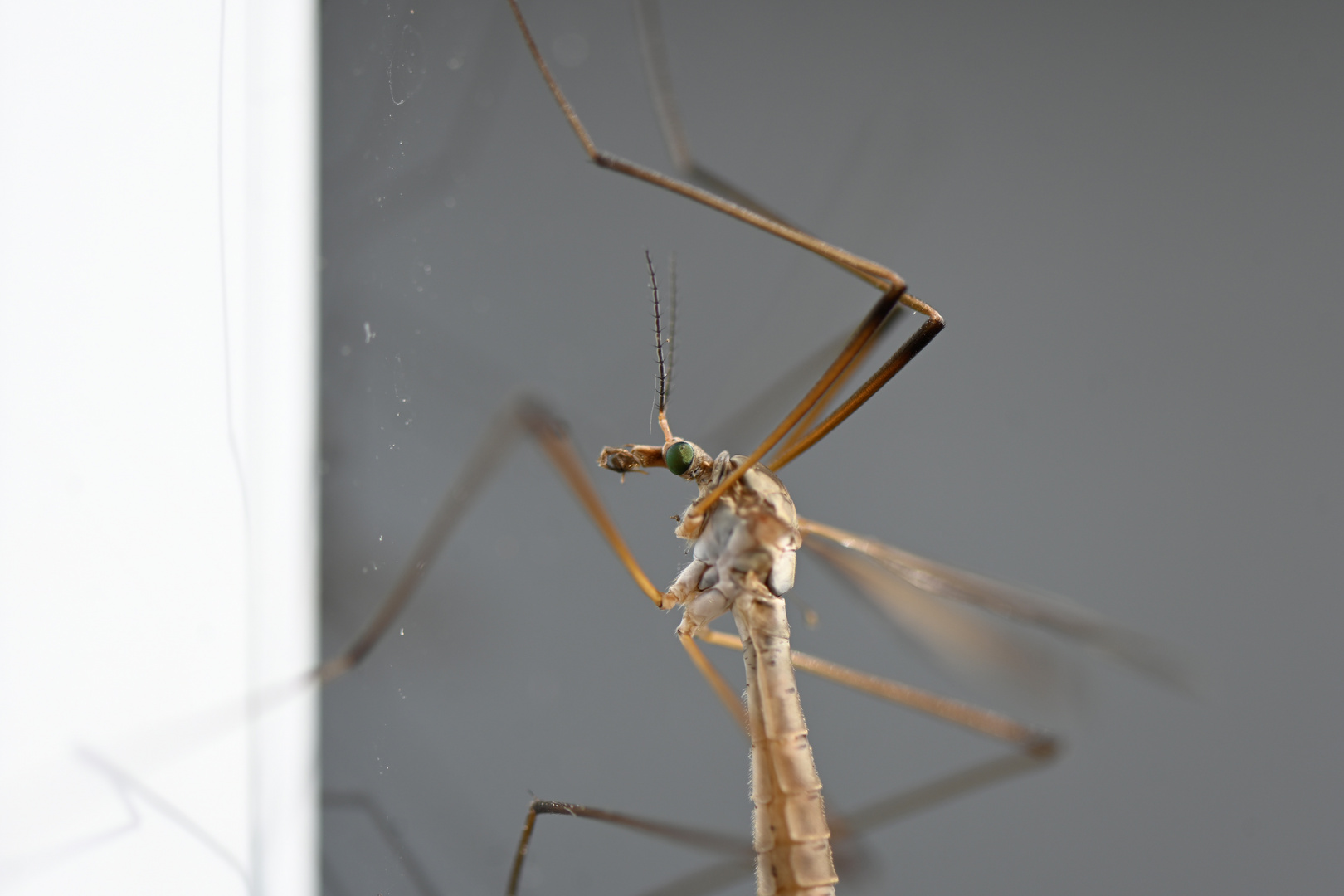 (Im) Auge der Wiesenschnake