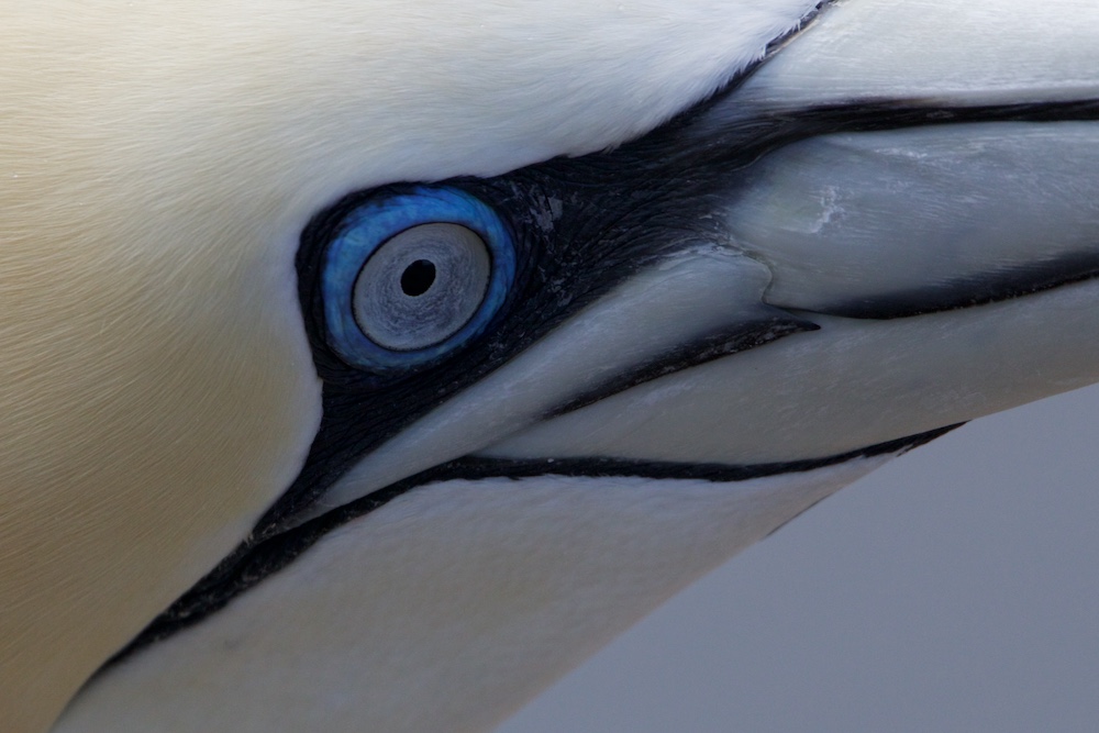 Im Auge des Basstölpels