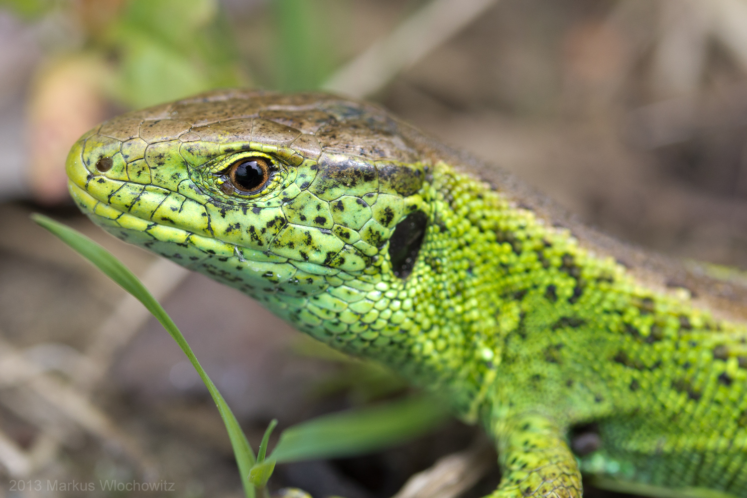 Im Auge des Drachen - Männliche Zauneidechse