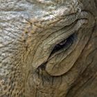 Im Auge des Elefanten