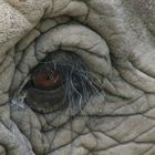 Im Auge des Elefanten